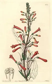 Valerian-leaved chelone, Chelone centranthifolia