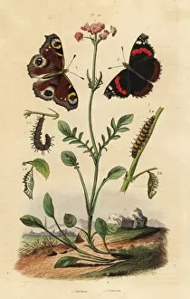 Valerian, peacock butterfly and red admiral