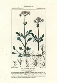 Naturali Collection: Valerian, Valeriana dioica