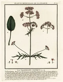 Valerian Prints: Valerian, Valeriana dioica