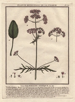 Valeriana Officinalis