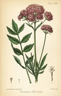 Valerian, Valeriana officinalis