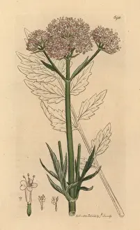 Valerian, Valeriana officinalis