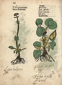 Lesser Prints: Valerian, Valeriana officinalis, and European