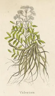 Valeriana Officinalis