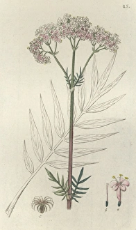 Valeriana Officinalis