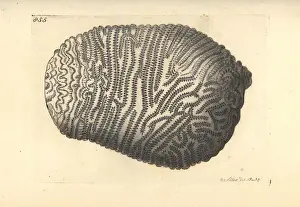 Madrepore Prints: Least valley coral, Leptoria phrygia