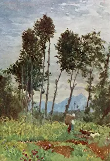 Piedmont Prints: Valley in Piedmont