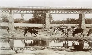 Cows Prints: Valsch River, Kroonstad, Orange River Colony, South Africa