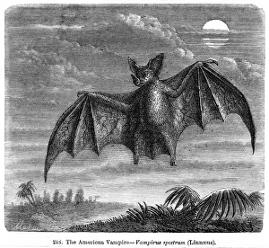 Bats Prints: Vampire Bat - 1