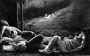 Images Dated 9th March 2011: Vampire bats attack sleepers