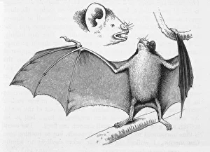 Vampire Bats/Darwin