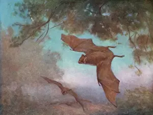 Bats Prints: Vampire Bats / Swan
