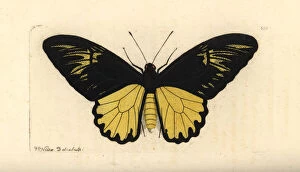 Lepidoptera Collection: Van de Polls birdwing butterfly, Troides