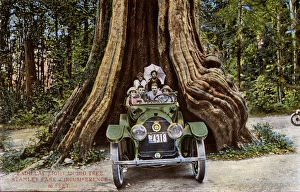 Images Dated 9th November 2017: Vancouver, Canada - Cadillac 8 - Big Tree, Stanley Park