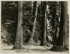 Images Dated 28th December 2016: Vancouver, Canada - A Driveway in Stanley Park