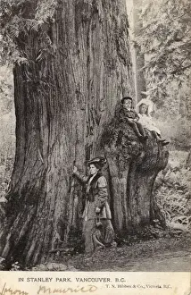 Knot Prints: Vancouver - Stanley Park - Douglas Fir Tree