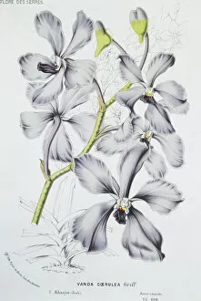 Monocotyledon Collection: Vanda caerulea, Himalayan orchid