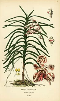 Officinalis Gallery: Vanda tricolor orchid