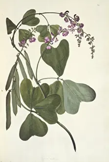 Fabaceae Prints: Vandasia retusa