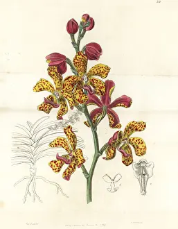 Vandopsis lissochiloides orchid