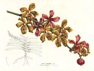 Vandopsis lissochiloides orchid
