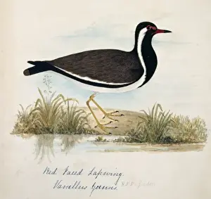 Vanellus indicus, red-wattled lapwing