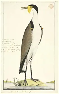 Vanellus miles, masked lapwing