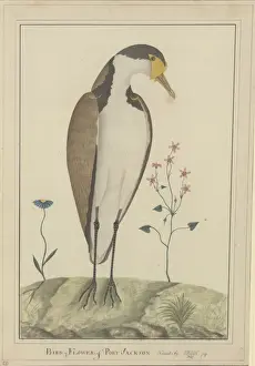 Flesh Prints: Vanellus miles, masked lapwing