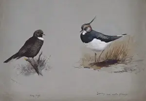 Charadriidae Prints: Vanellus vanellus, northern lapwing, Turdus torquatus, ring