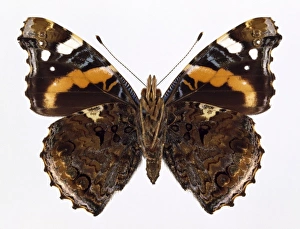 Admiral Butterfly Gallery: Vanessa atalanta, red admiral