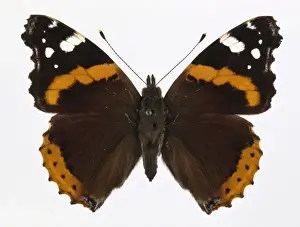 Vanessa atalanta, red admiral