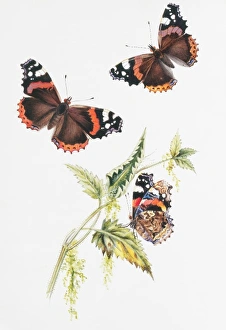 Larvae Collection: Vanessa atlanta, red admiral