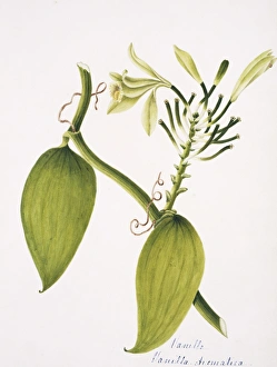 Vanilla Gallery: Vanilla aromatica, vanilla