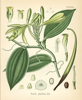 Adolph Prints: Vanilla orchid, Vanilla planifolia