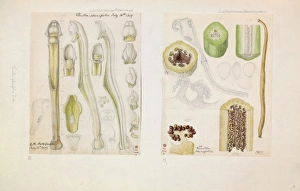 Images Dated 9th February 2015: Vanilla planifolia, Vanilla