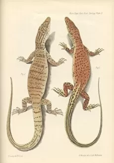 Anguimorpha Gallery: Varanus eremius and Varanus gilleri