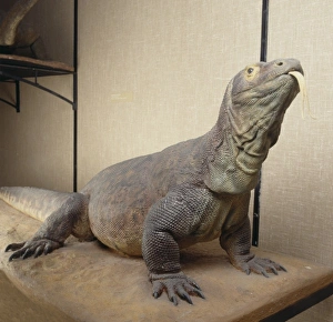 Anguimorpha Gallery: Varanus komodoensis, Komodo dragon