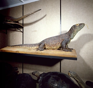 Varanus komodoensis, Komodo dragon Varanus komodoensis, Komodo dragon