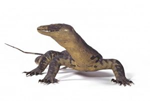 Anguimorpha Gallery: Varanus salvator, water monitor