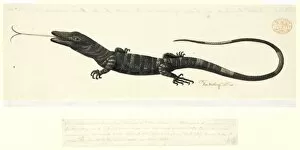 Anguimorpha Gallery: Varanus varius, lace monitor lizard