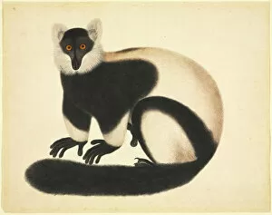 John Reeves Collection: Varecia variegata, ruffed lemur
