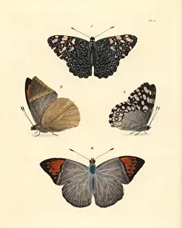Variable cracker and Indian orange-tip butterfly