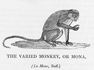Frequently Gallery: Varied Monkey (Bewick)