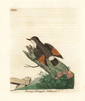Latham Collection: Varied sittella, Daphoenositta chrysoptera