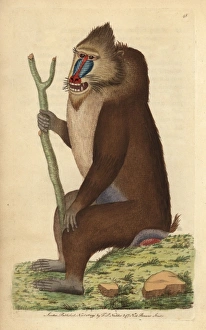 Sphinx Gallery: Variegated baboon or mandrill, Mandrillus sphinx