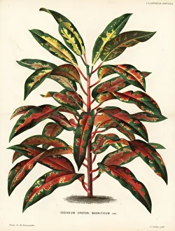 Variegated Gallery: Variegated croton, Codiaeum variegatum
