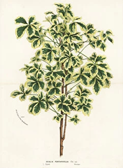 Aralia Gallery: Variegated five-leaf aralia, Eleutherococcus sieboldianus