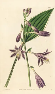 Variegated Gallery: Variegated funckia, Funckia albo-marginata