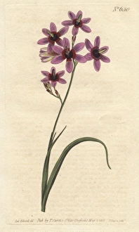 Variegated Gallery: Variegated ixia with purple, scarlet and dingy